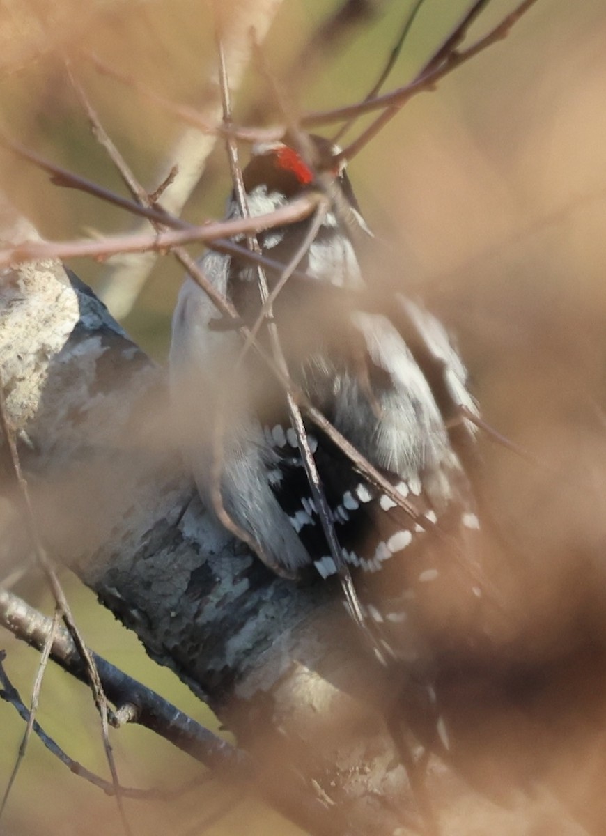 Дятел пухнастий - ML646816318