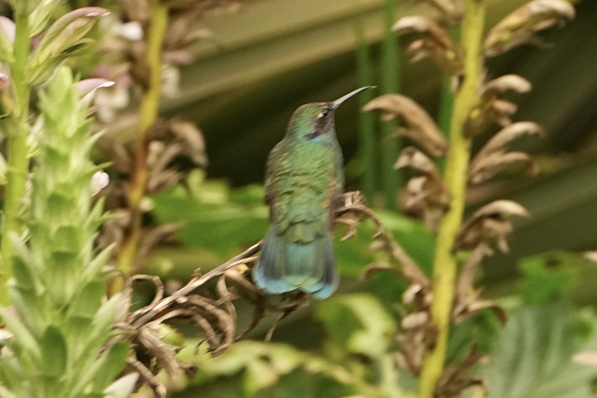 fiolørekolibri - ML646816321