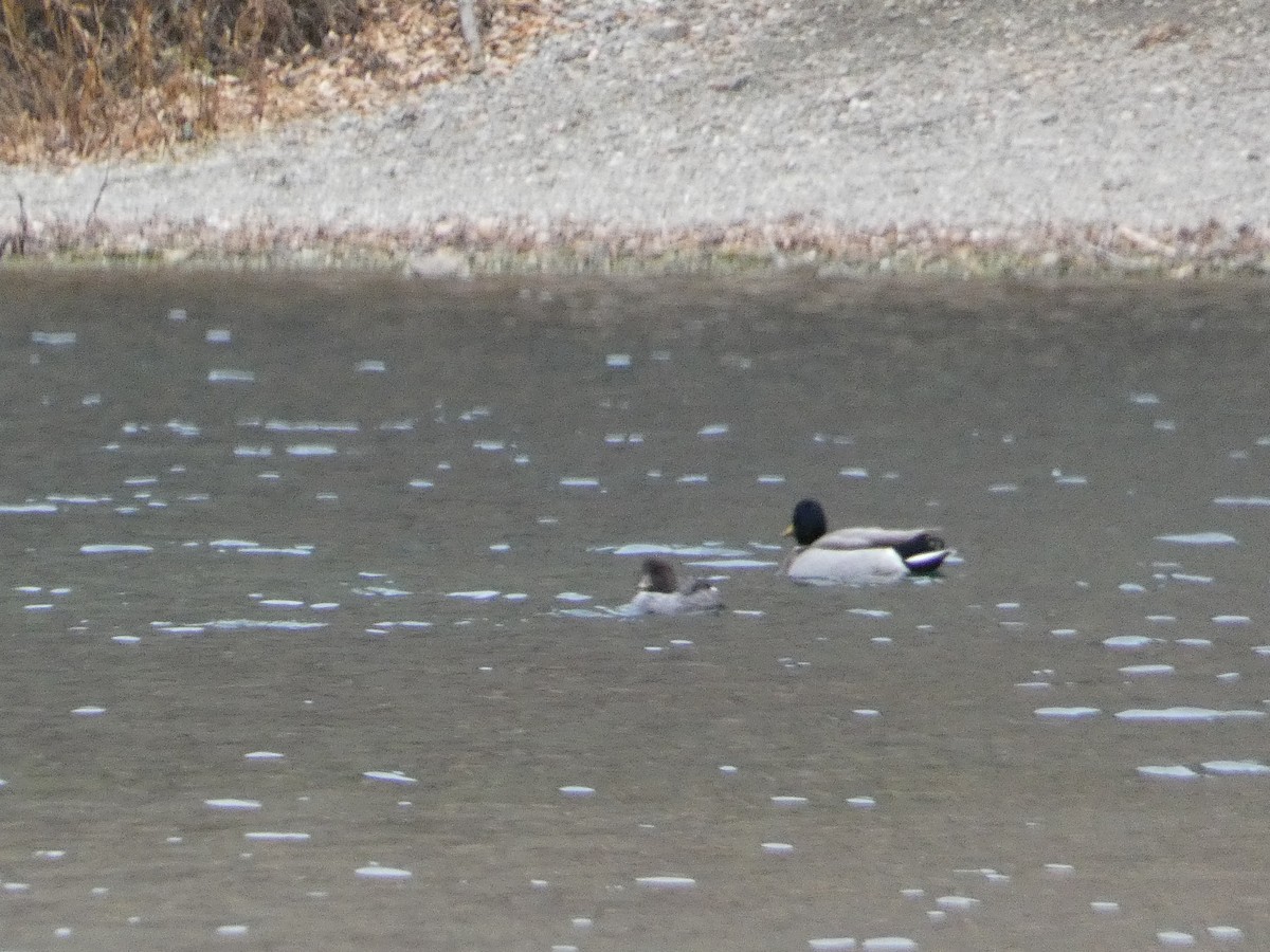 Spatelente - ML646816322