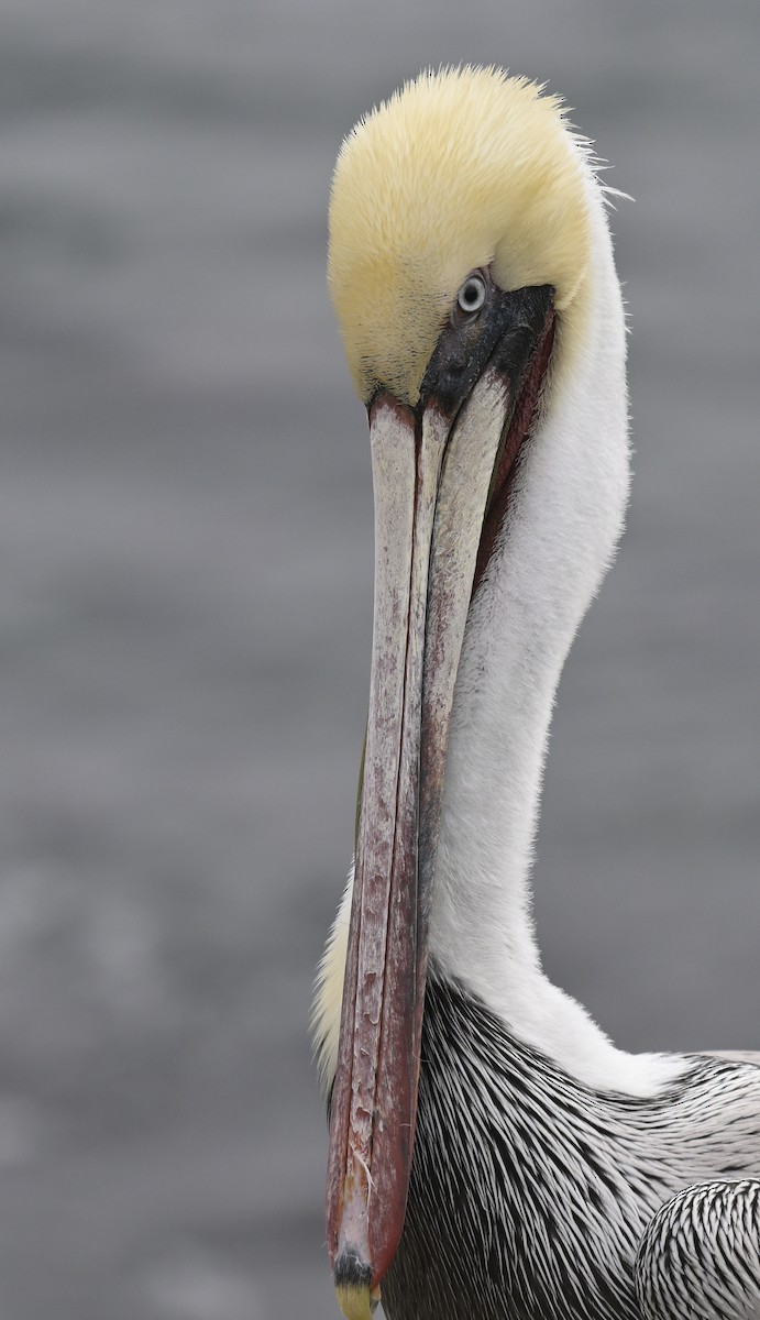 Brown Pelican - ML646816324