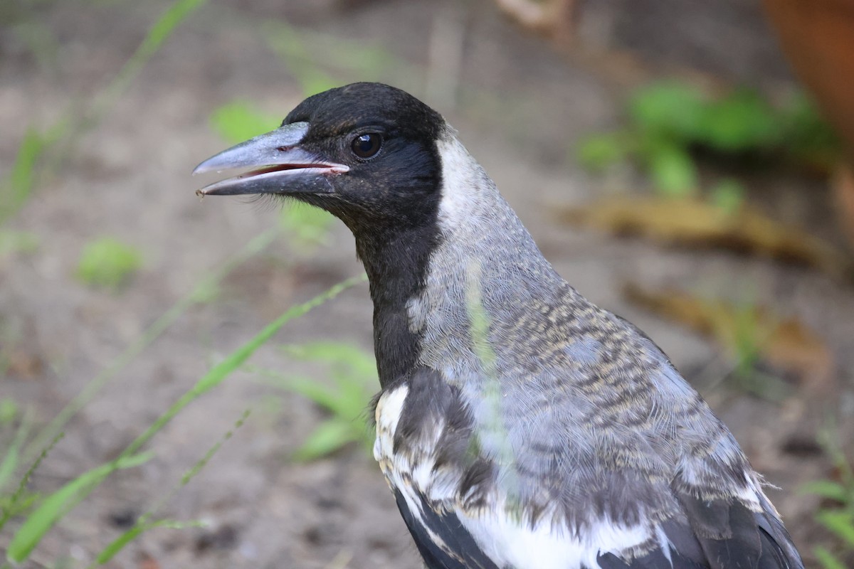 Australian Magpie - ML646816325