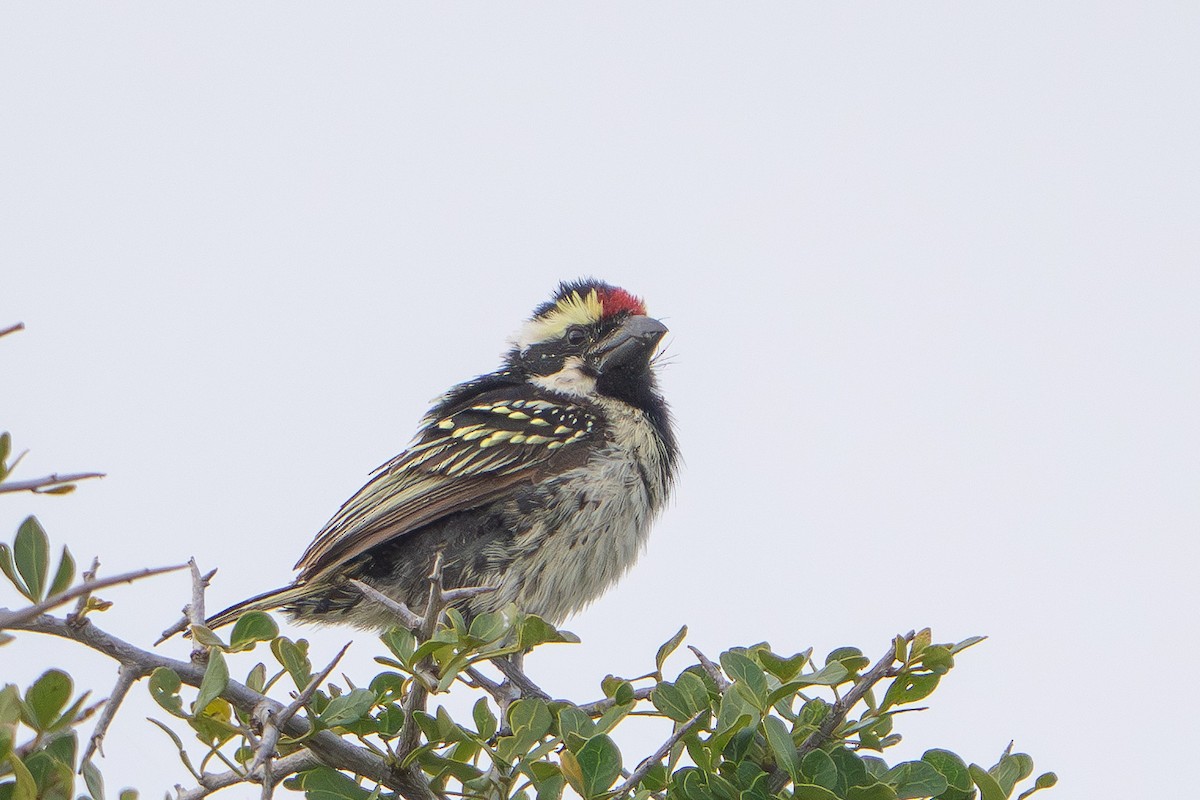 Pied Barbet - ML646816326