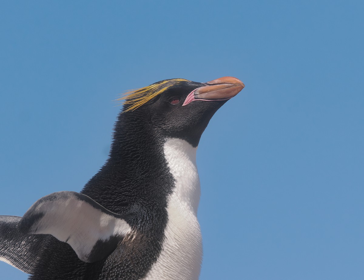 Macaroni Penguin - ML646816327