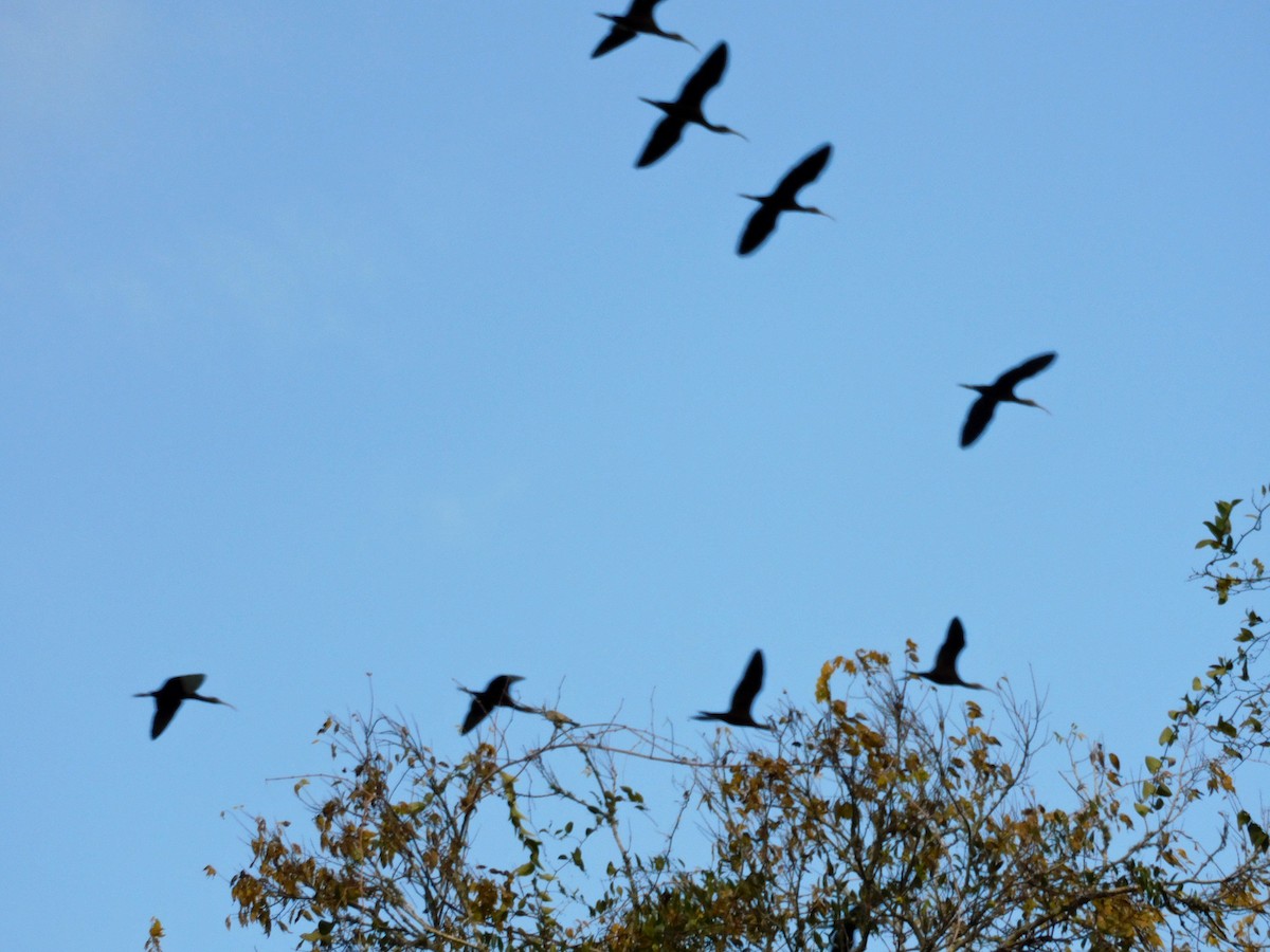 Коровайка американська - ML646816328