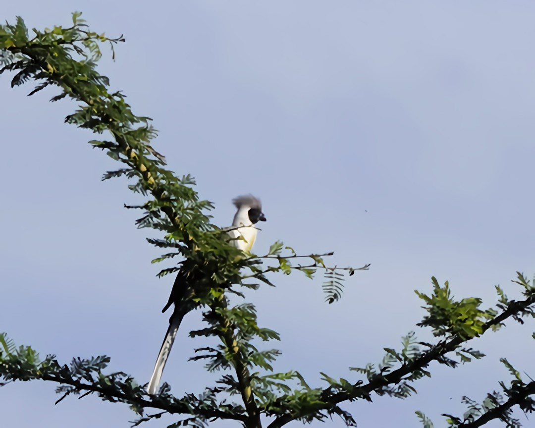 Bare-faced Go-away-bird - ML646816329