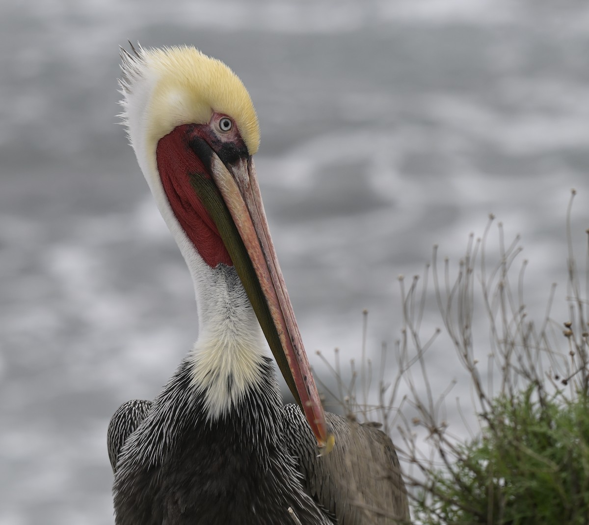 Brown Pelican - ML646816332
