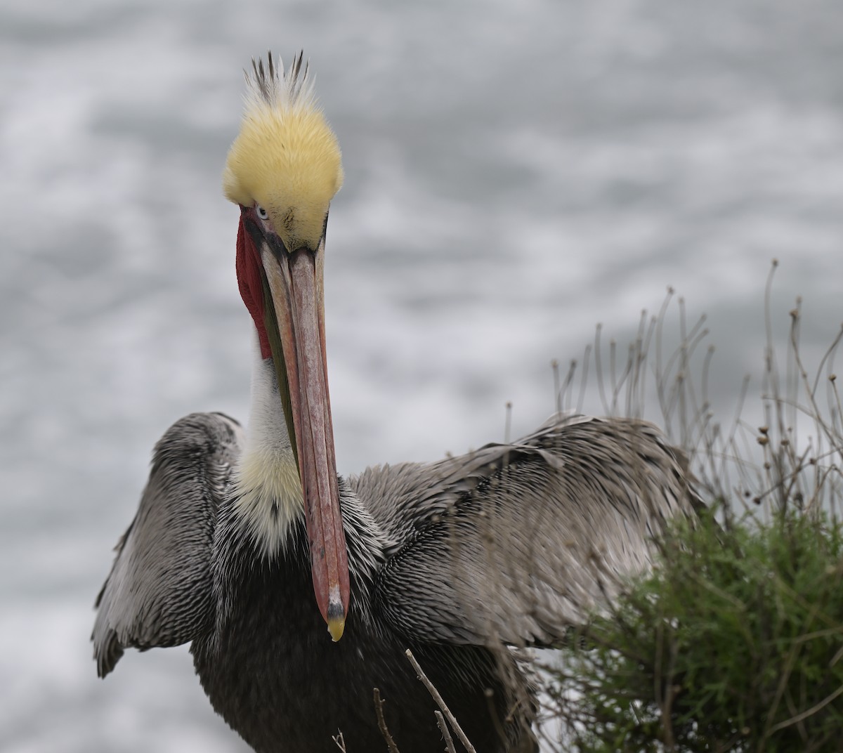 Brown Pelican - ML646816333