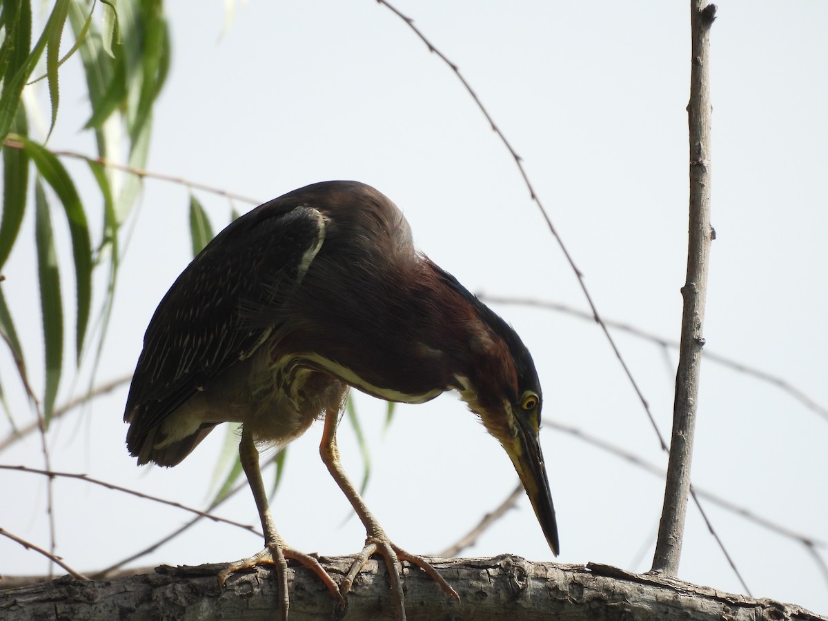 Green Heron - ML646816334