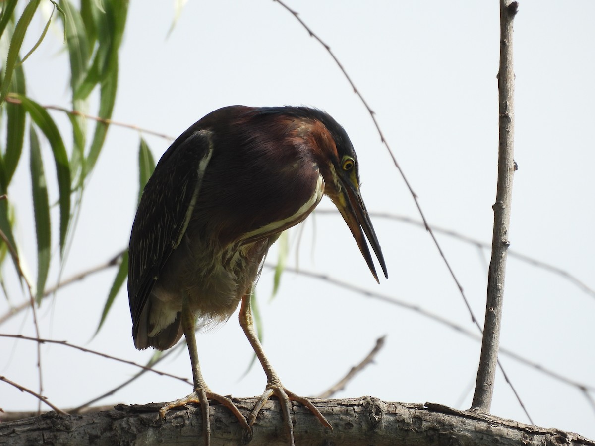 Green Heron - ML646816335