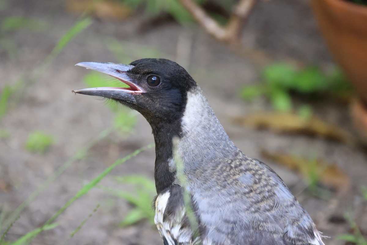 Australian Magpie - ML646816336
