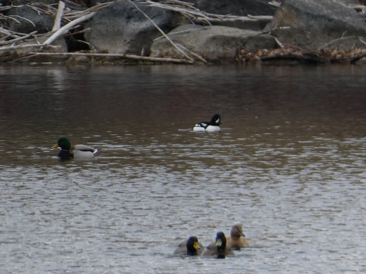 Spatelente - ML646816338