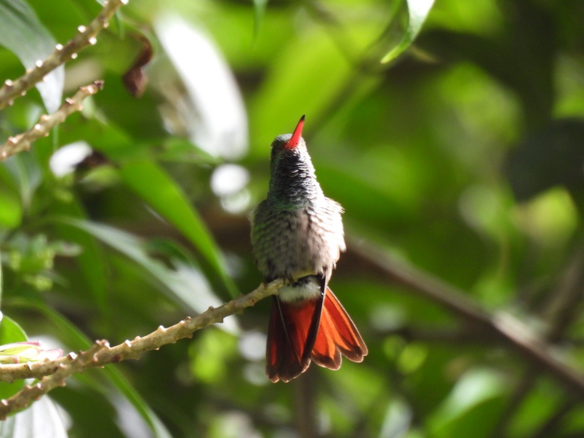 Rufous-tailed Hummingbird - ML646816341