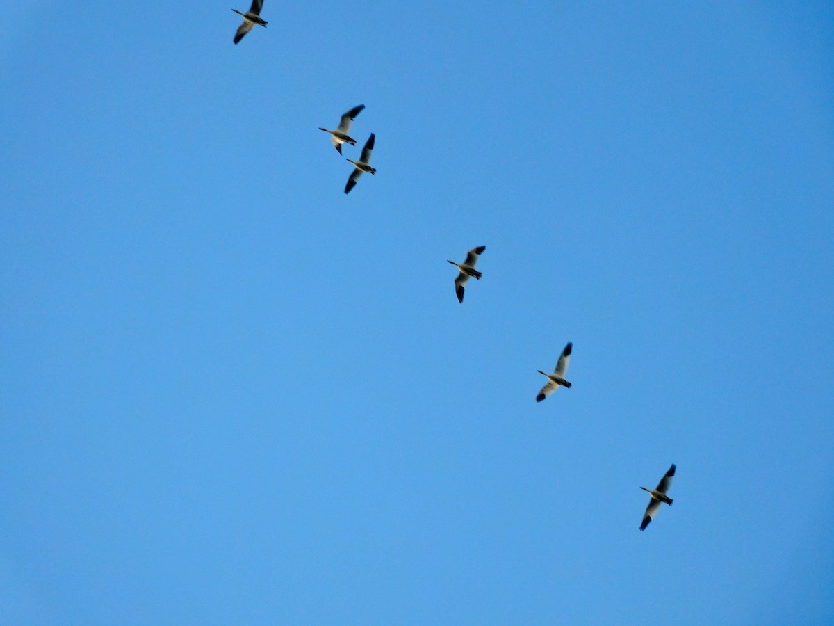 Гуска біла - ML646816342