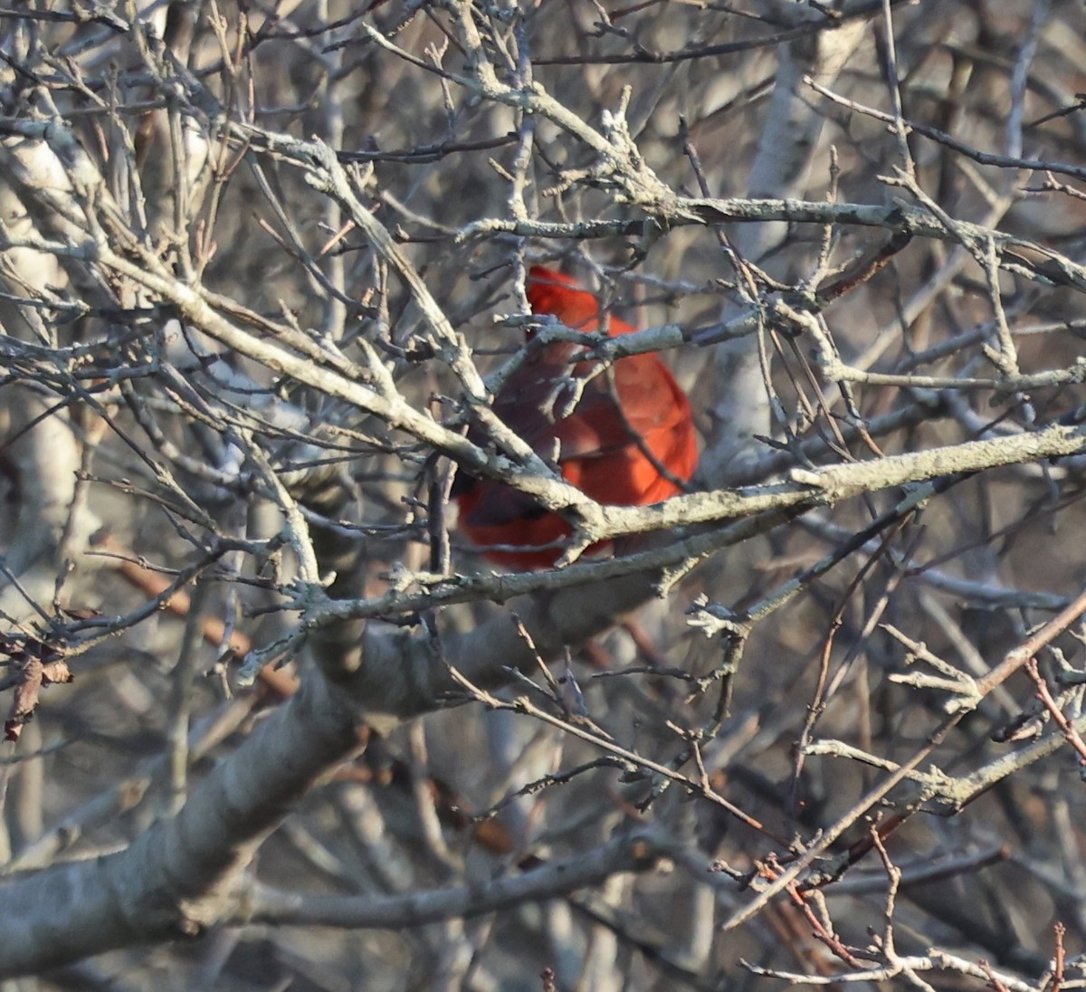 Кардинал червоний - ML646816343