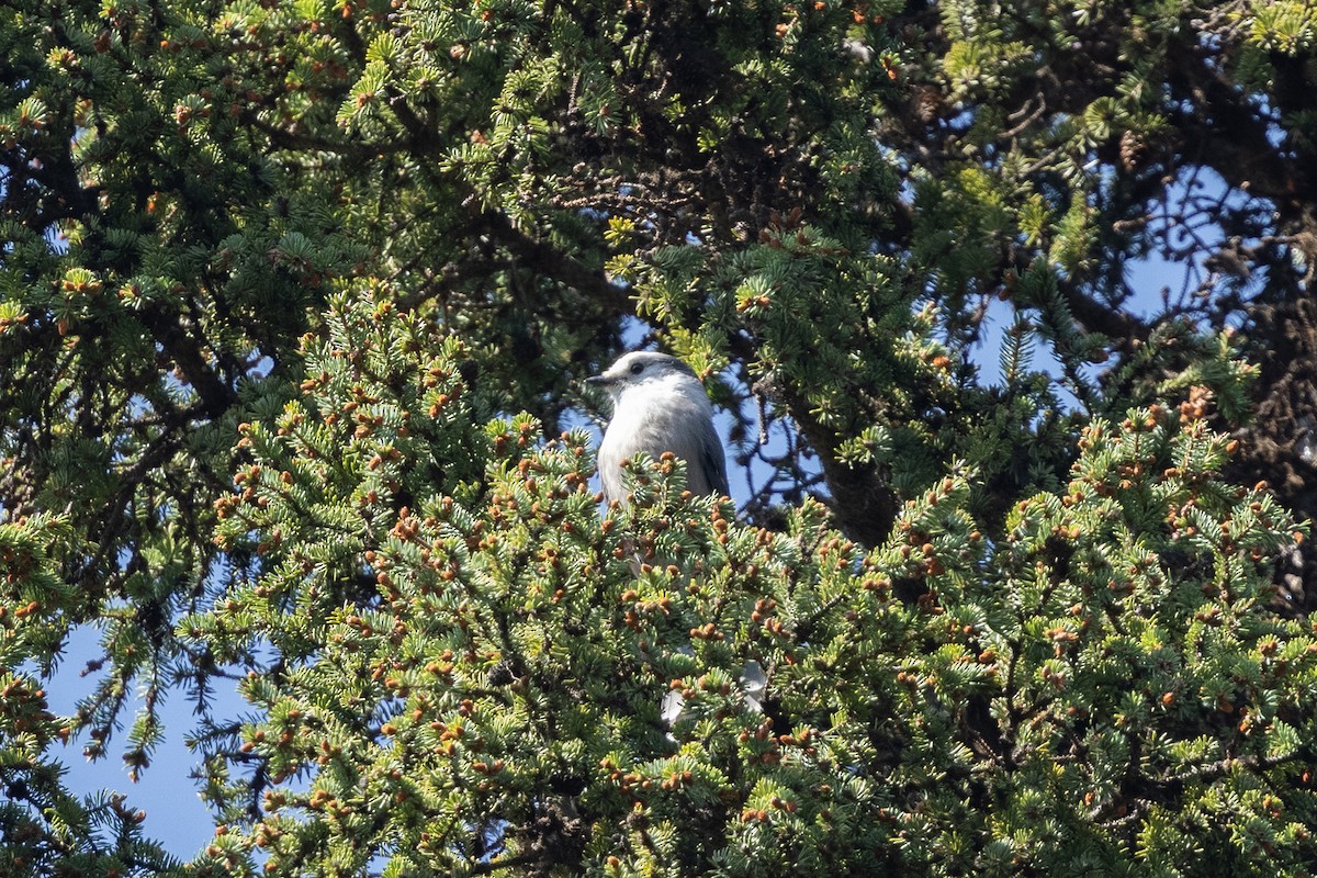 Canada Jay - ML646816344