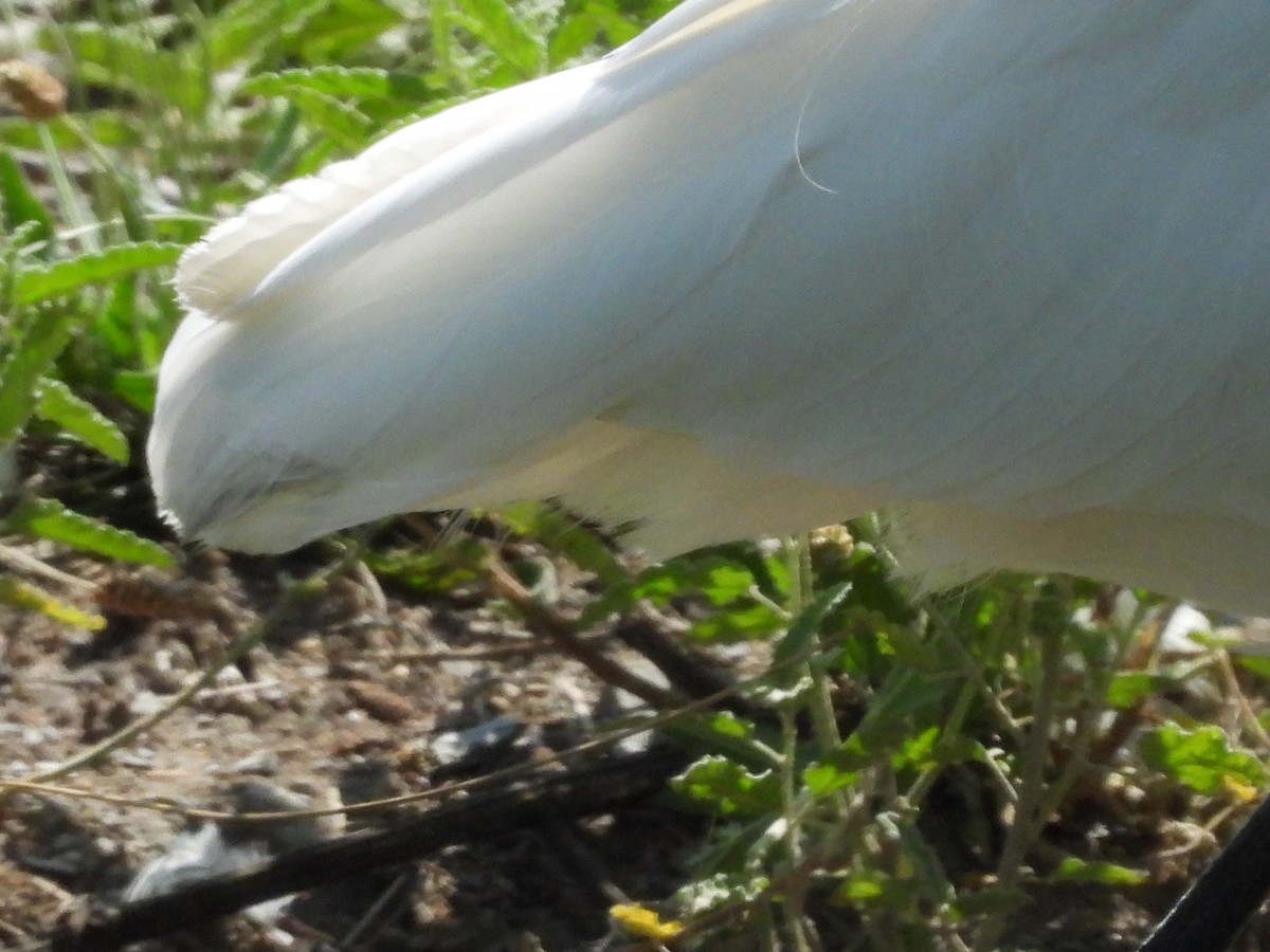 大白鷺 - ML646816345