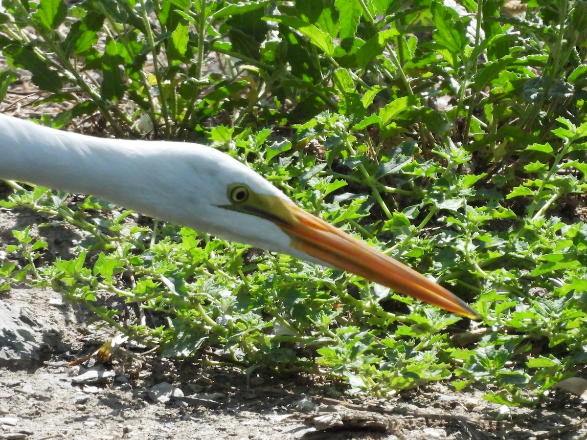 大白鷺 - ML646816346