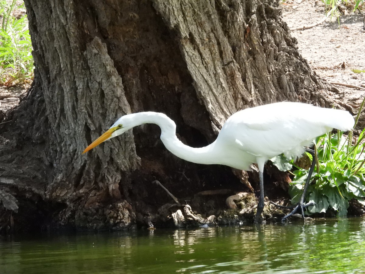 大白鷺 - ML646816347