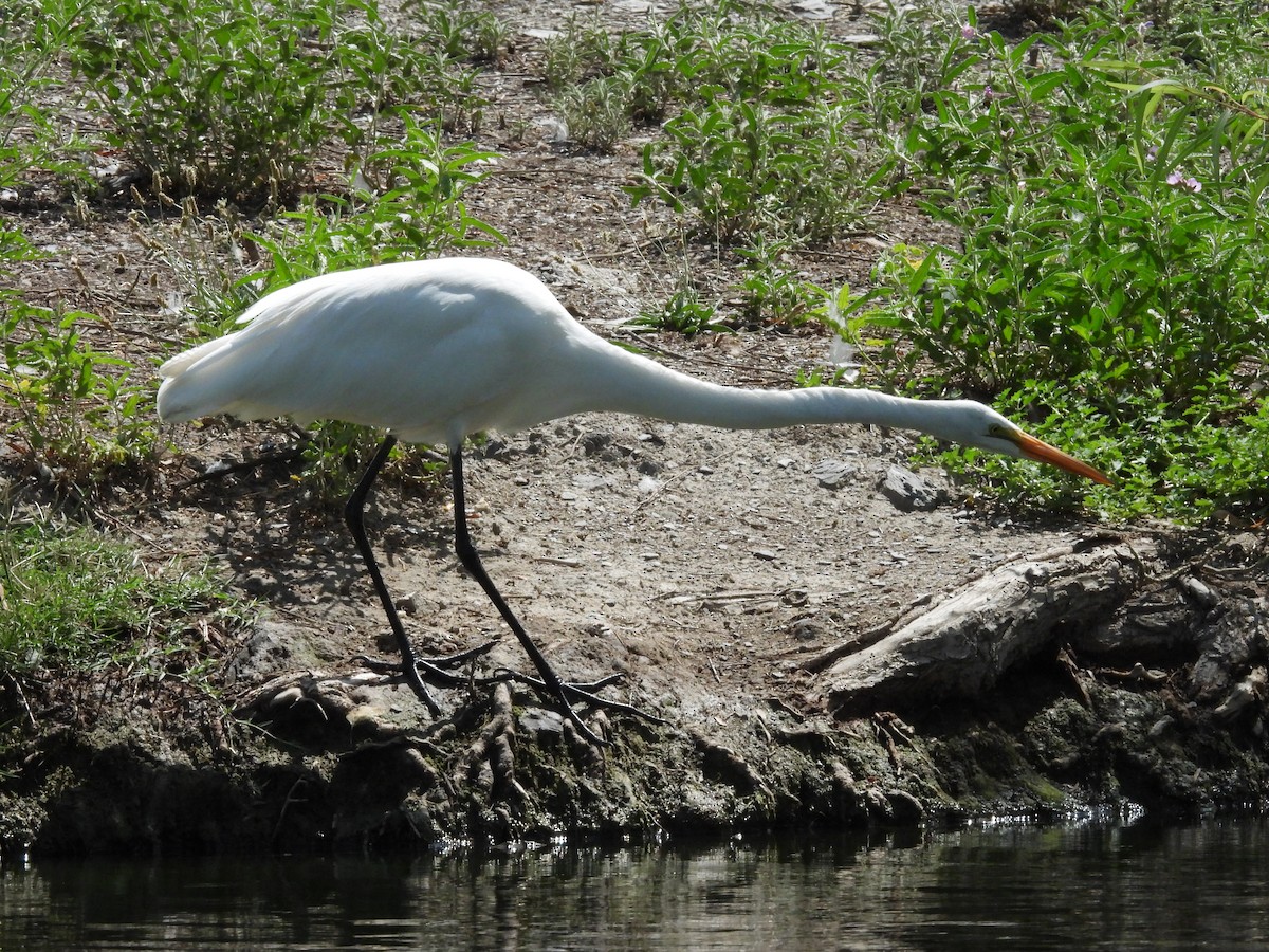 大白鷺 - ML646816348