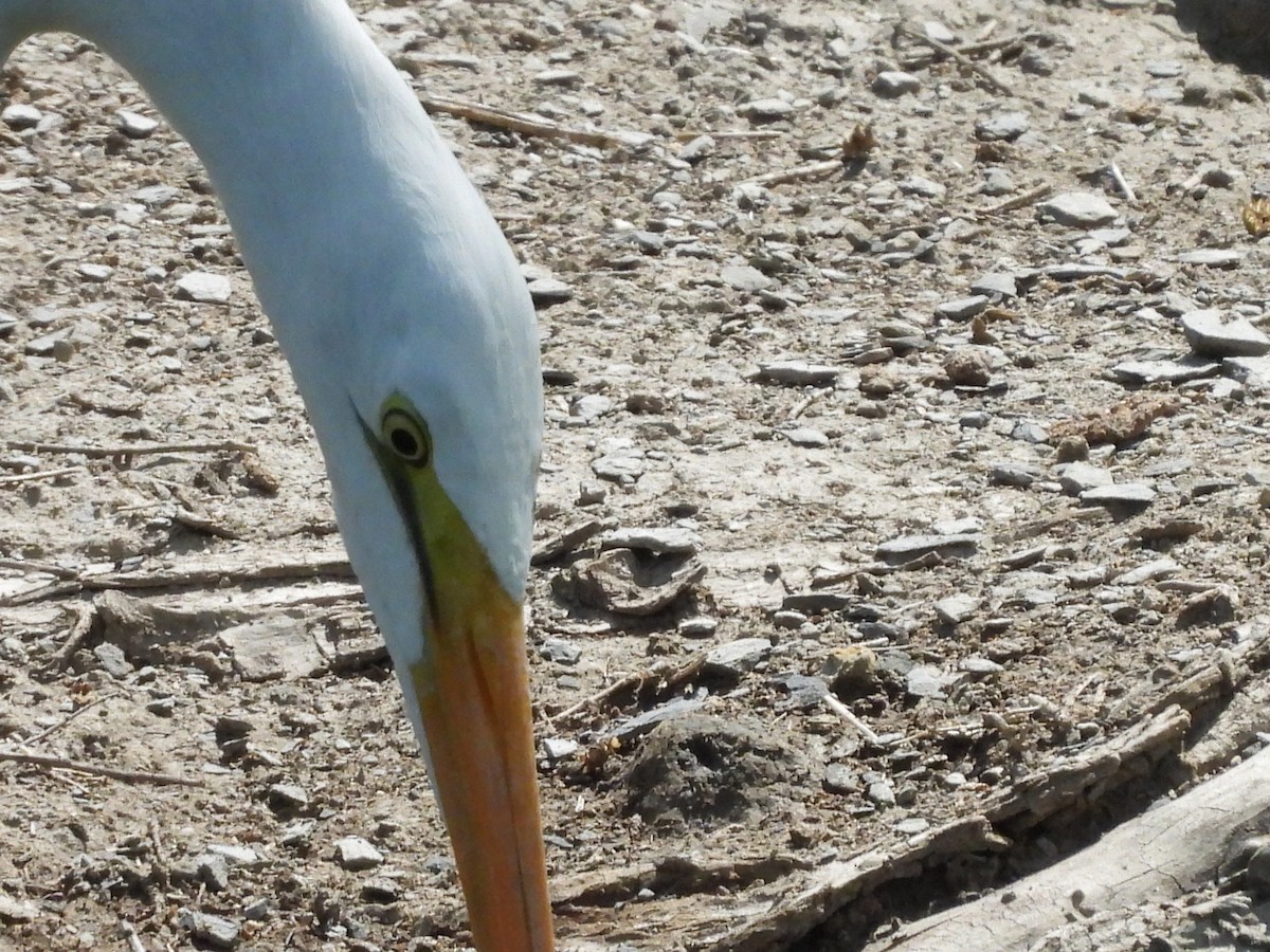 大白鷺 - ML646816349