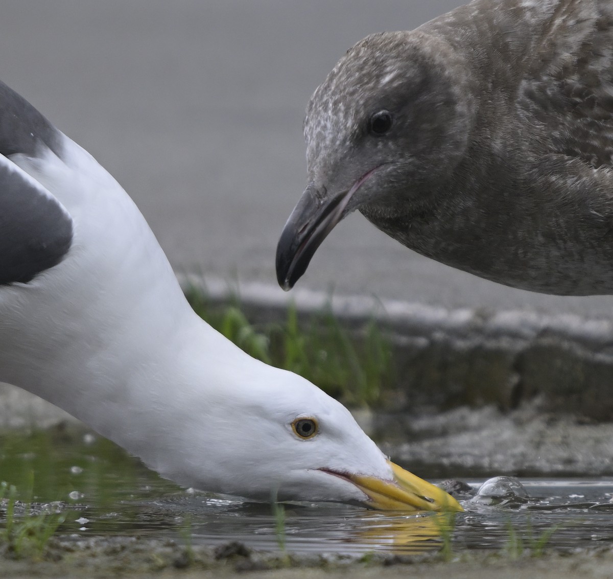 Western Gull - ML646816350