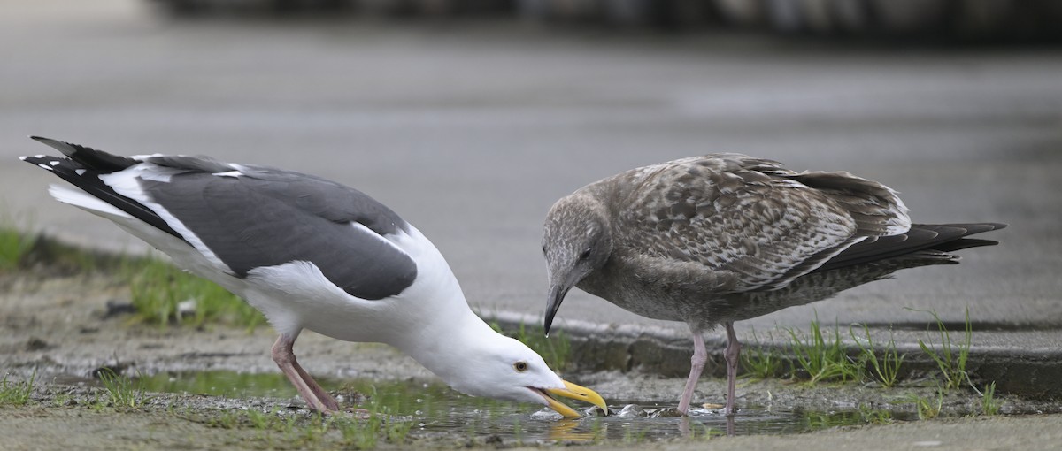 Western Gull - ML646816351