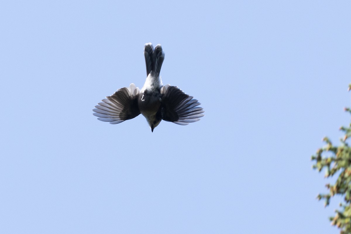 Canada Jay - ML646816352