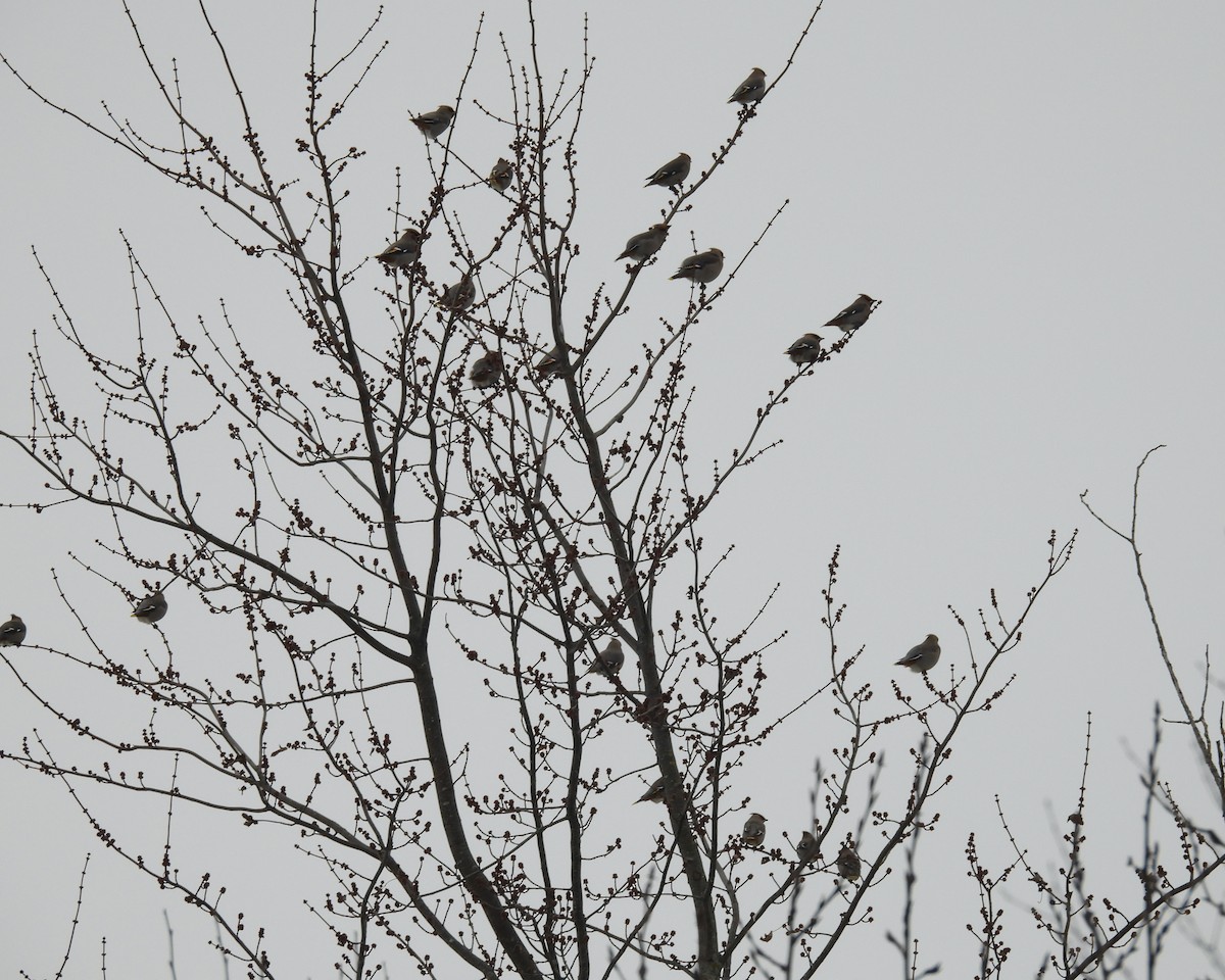 Bohemian Waxwing - ML646816353