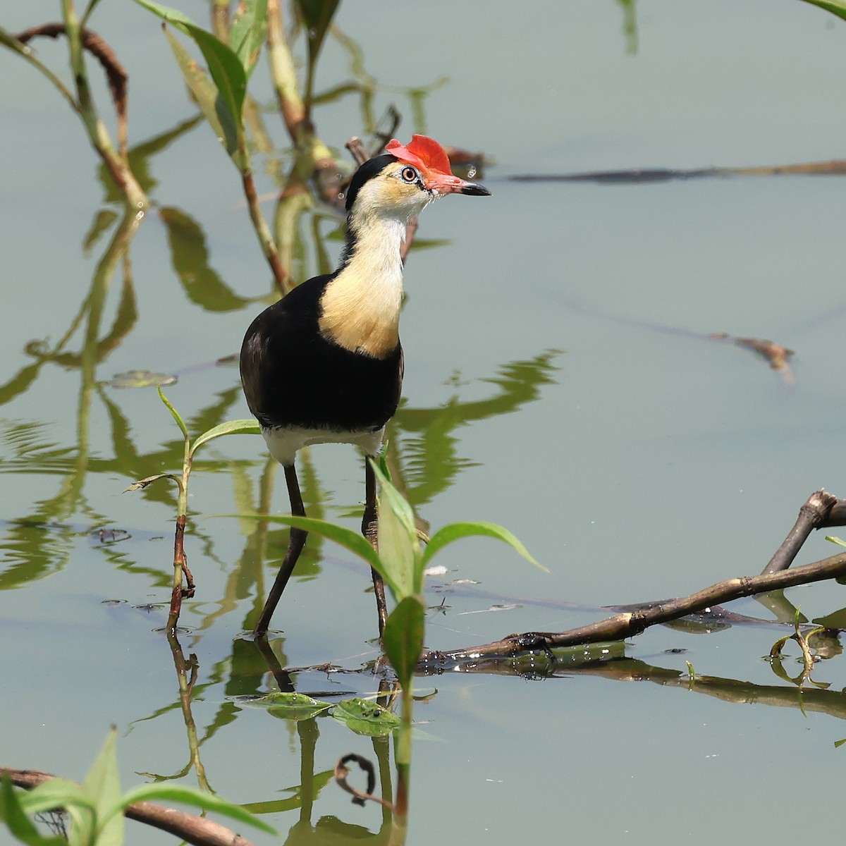 Comb-crested Jacana - ML646816354
