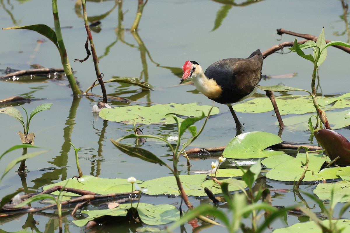 Comb-crested Jacana - ML646816355