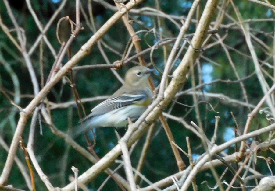 Пісняр-лісовик жовтогузий - ML646816356