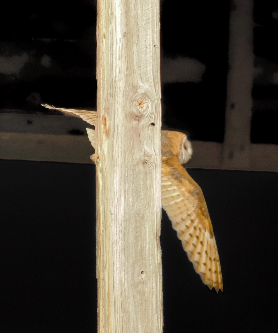 American Barn Owl - ML646816357
