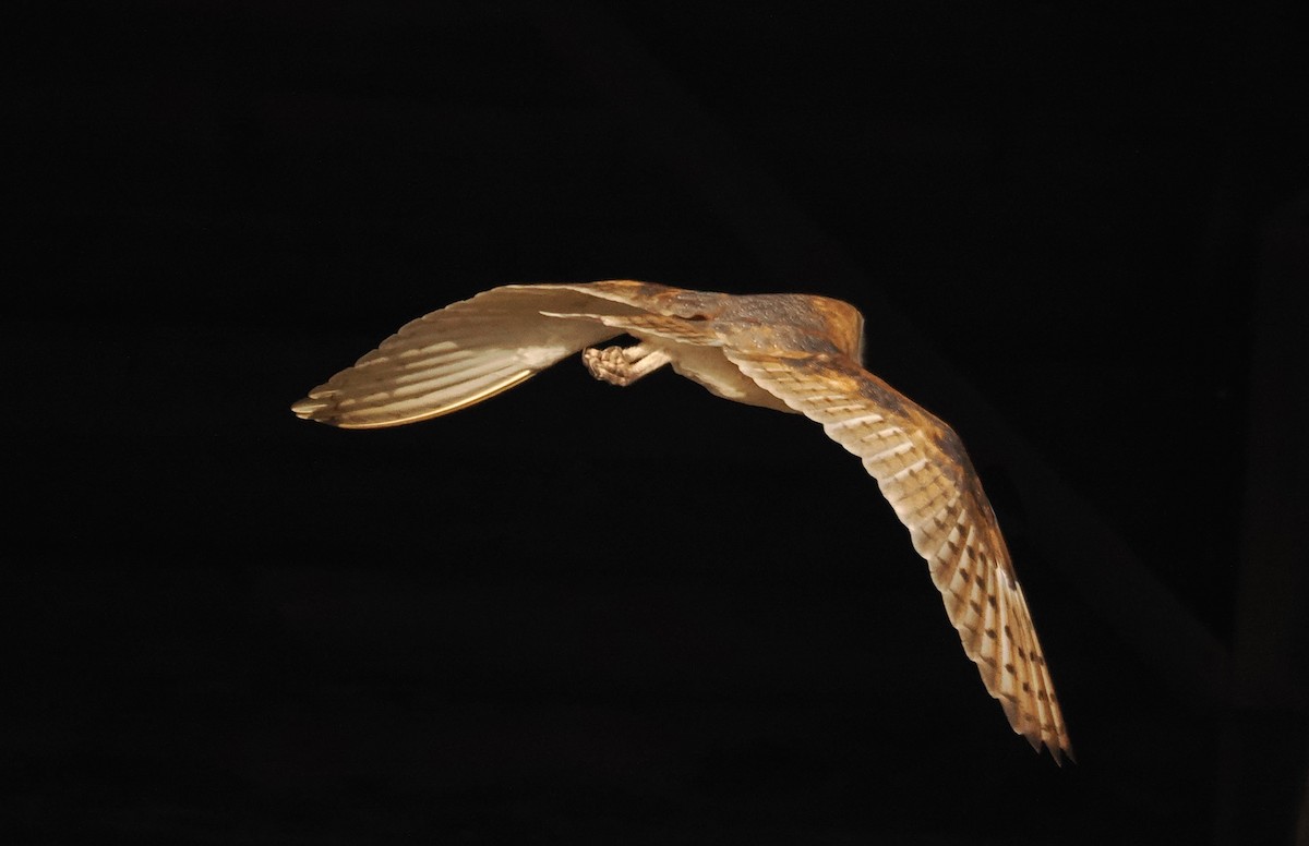 American Barn Owl - ML646816358