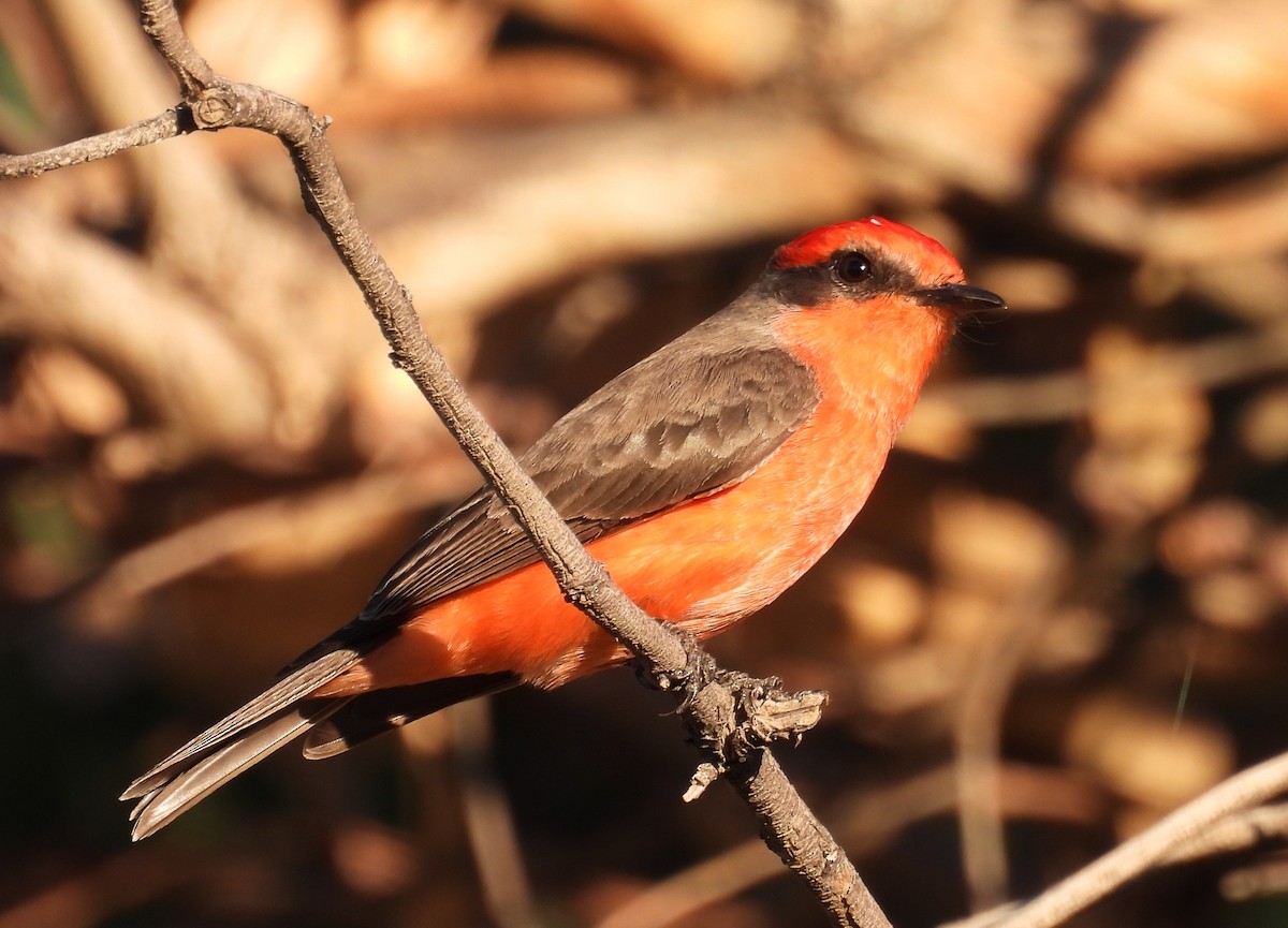 Vermilion Flycatcher - ML646816359