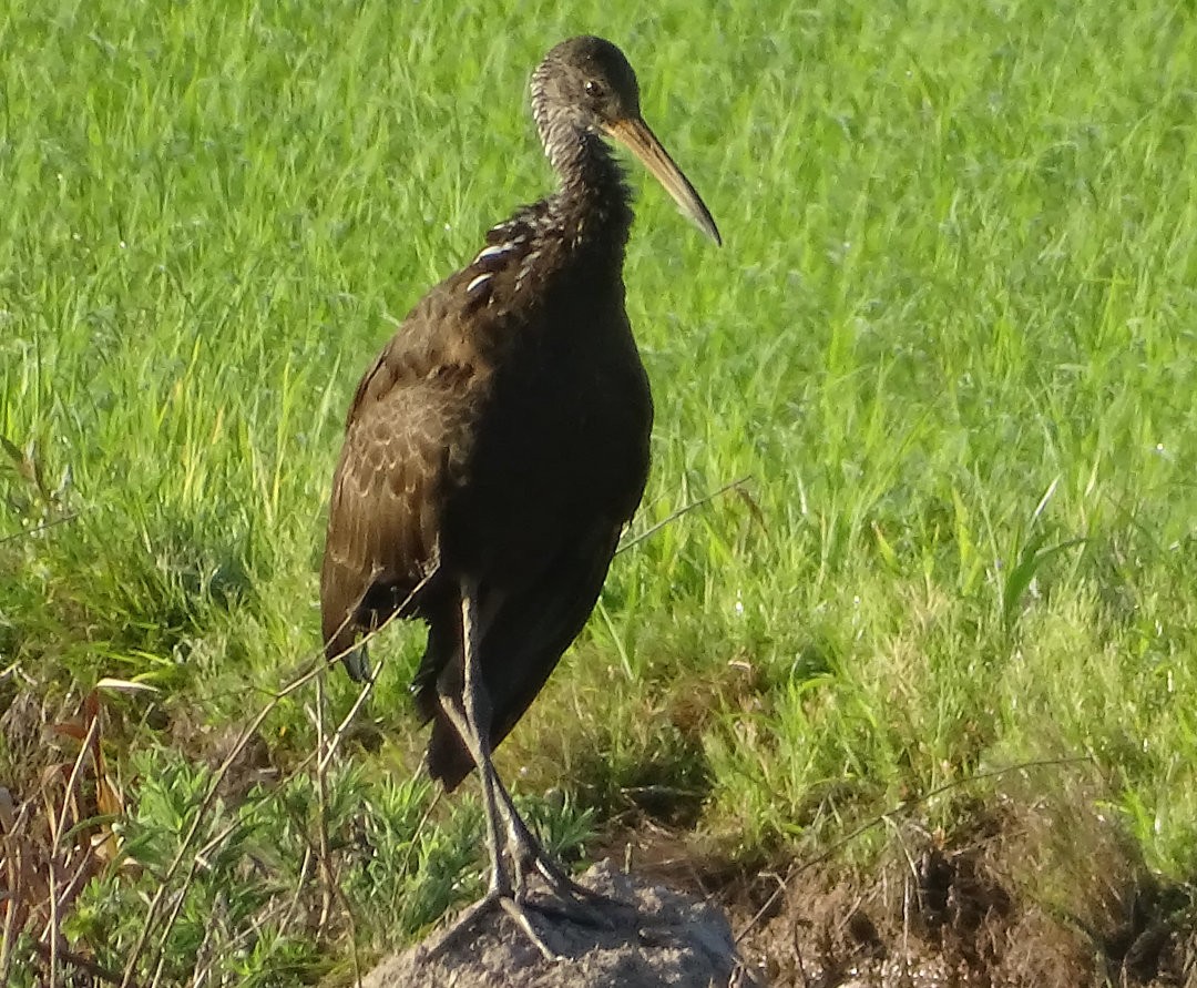 Limpkin - ML646816360