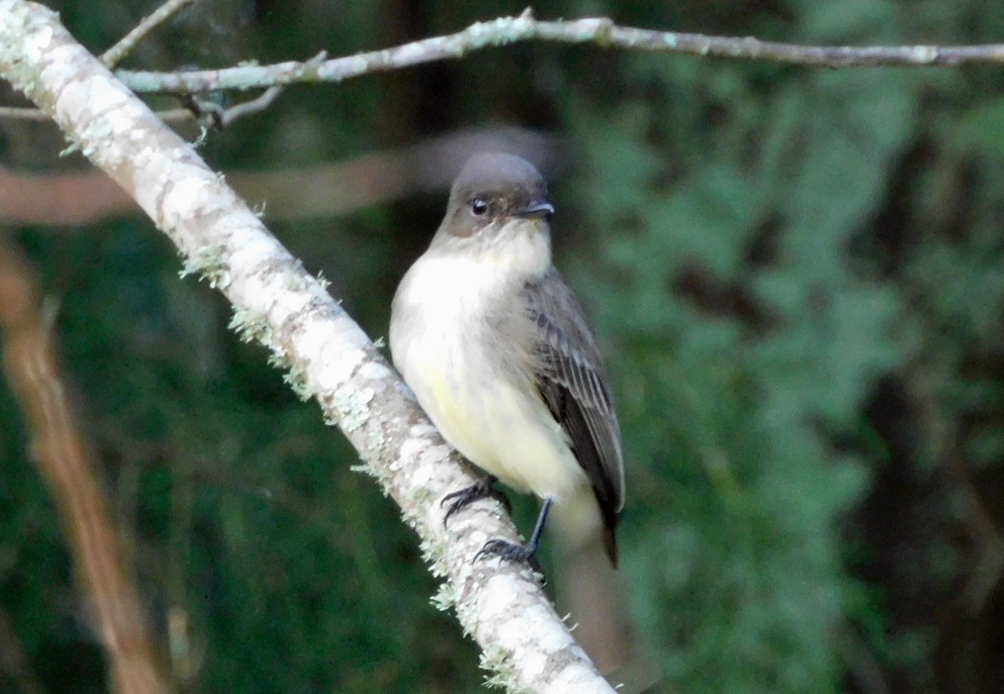 Феб буроспинний - ML646816361