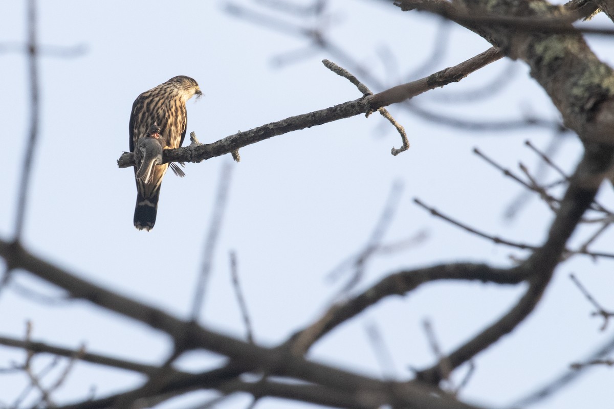 灰背隼 - ML646816363