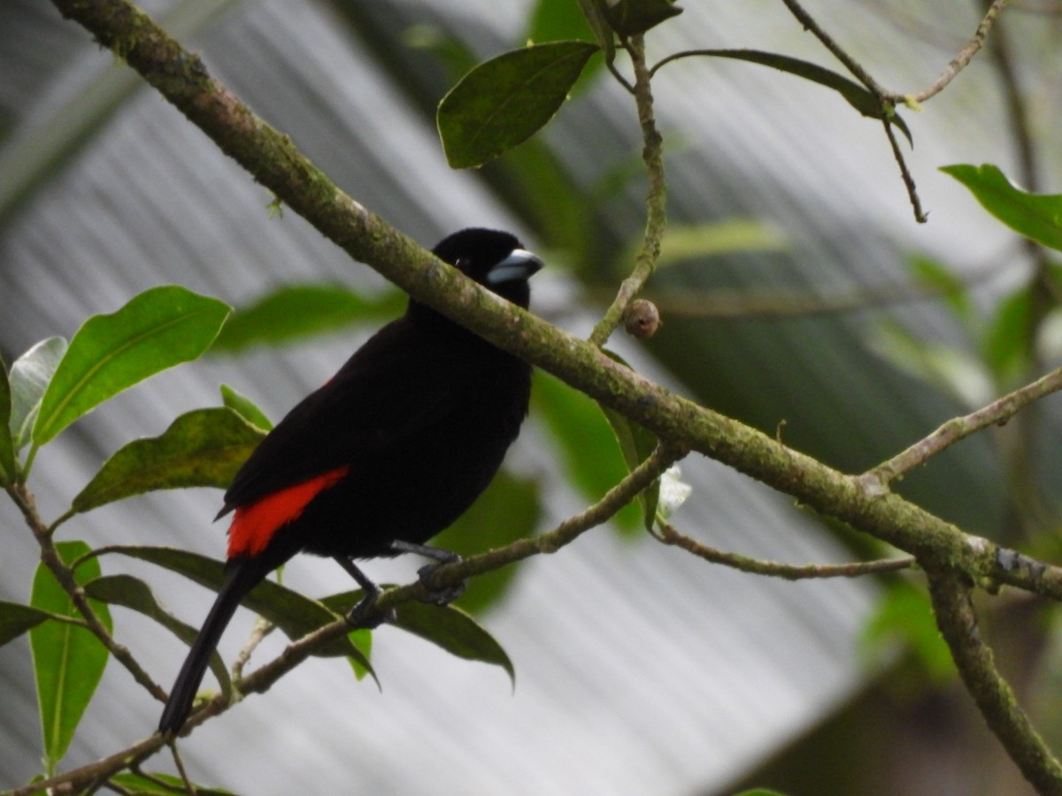 Scarlet-rumped Tanager - ML646816364
