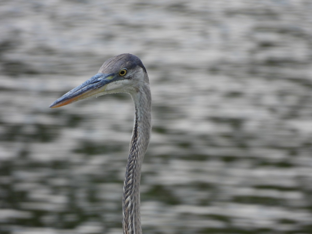 Great Blue Heron - ML646816366