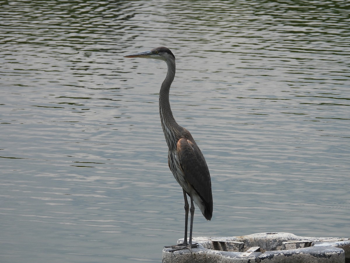 Great Blue Heron - ML646816367