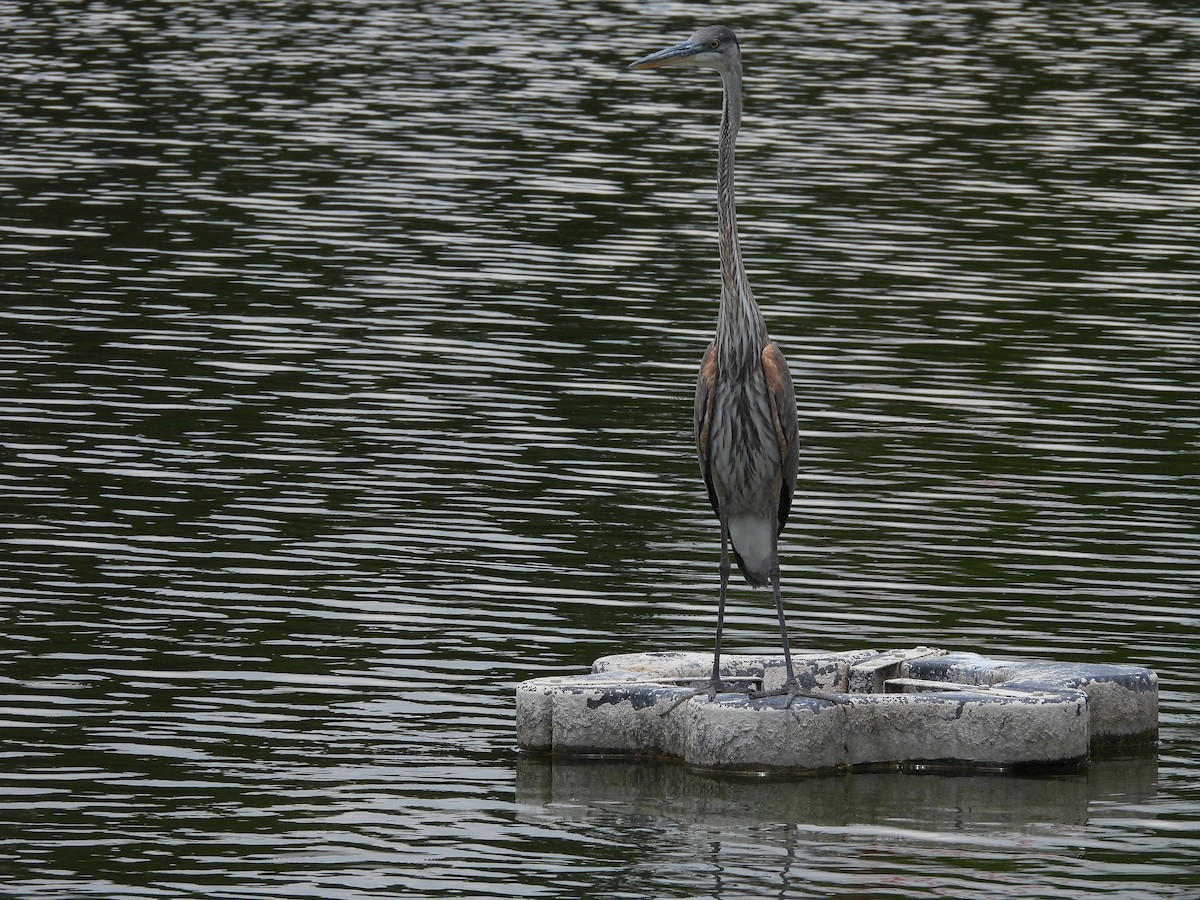 Great Blue Heron - ML646816368