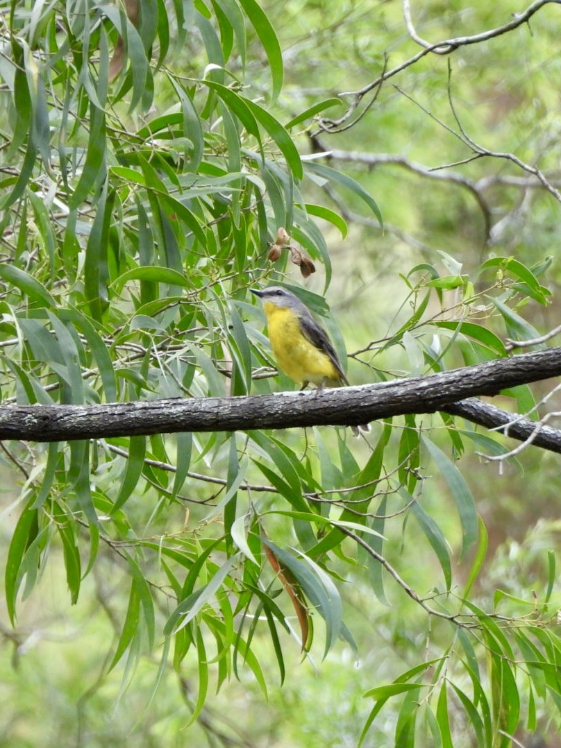 Doğulu Sarı Bülbül - ML646816369