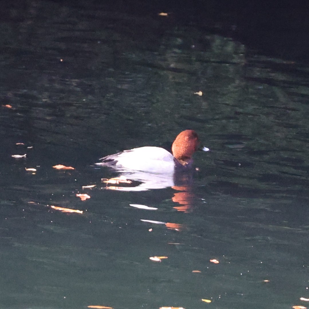 紅頭潛鴨 - ML646816370