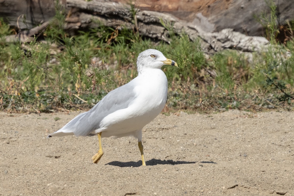 Ring-billed Gull - ML646816373
