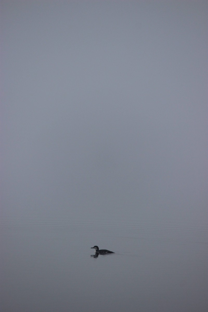 Common Loon - ML646816374