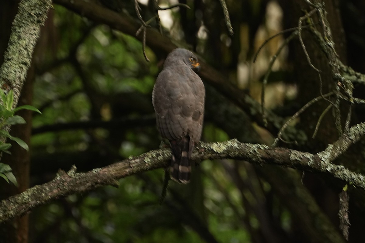 Roadside Hawk - ML646816375