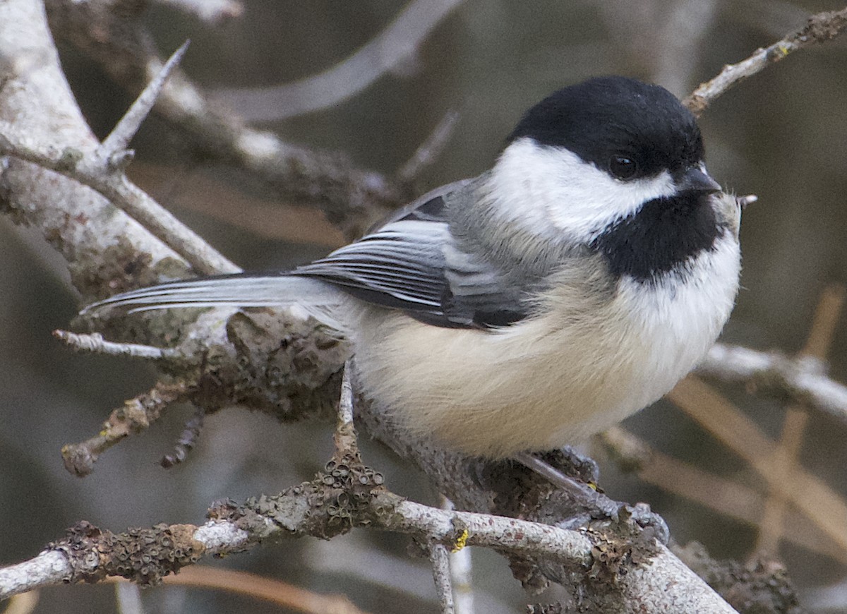 アメリカコガラ - ML646816377