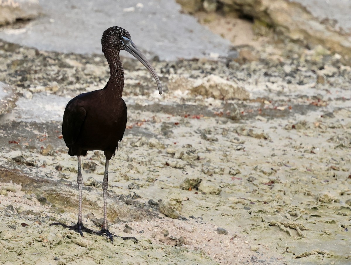 Glossy Ibis - ML646816380