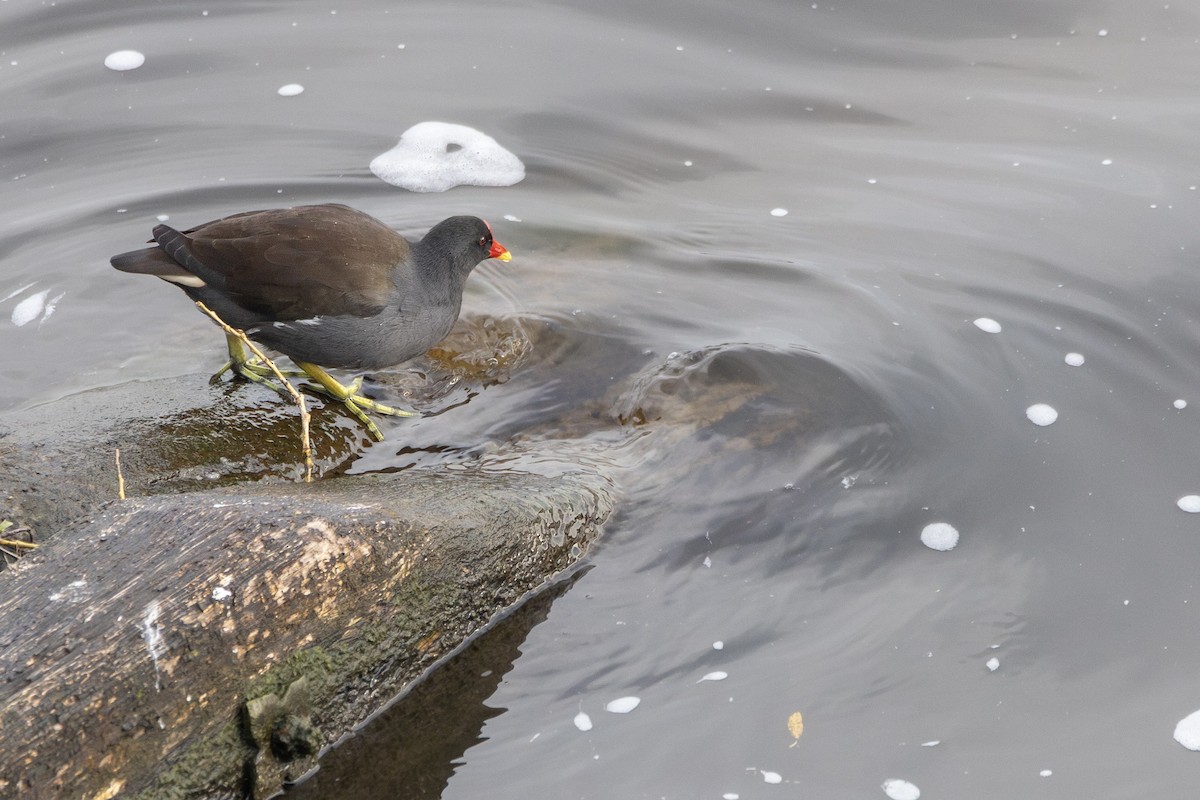 Eurasian Moorhen - ML646816381