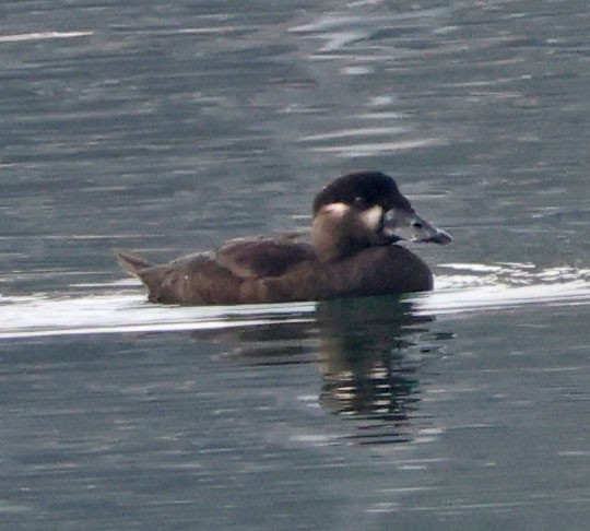 Пестроносый турпан - ML646816385